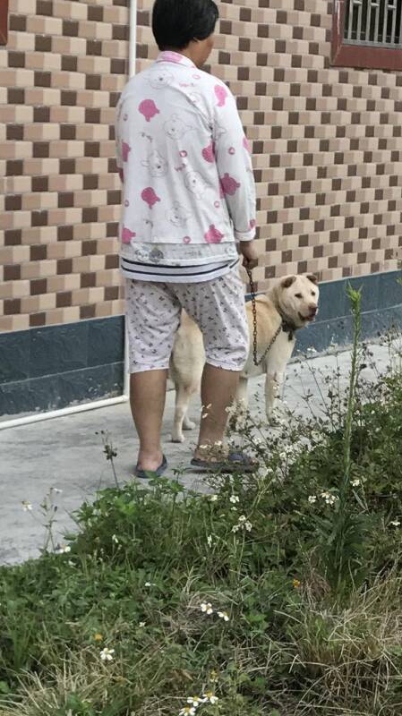 “中华名猎”潮汕大头犬：亟待拯救的本土犬种，比大熊猫还要珍贵