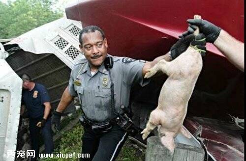 货车翻倒俄亥俄州数百小猪逃亡