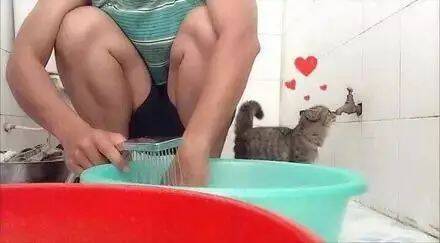 猫一开始还美滋滋的在浴室里瞎逛，后来发现事情并不简单....