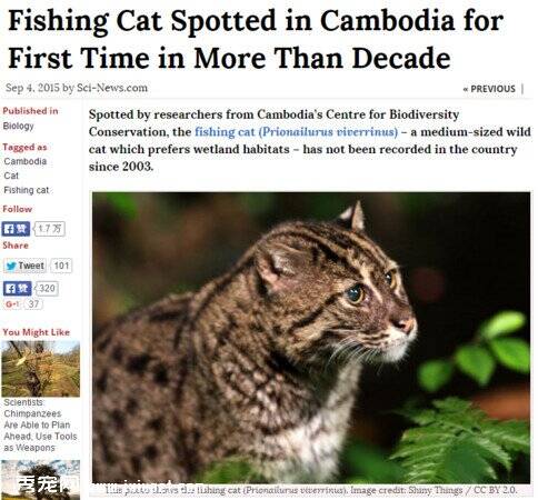 在柬埔寨消失约有10年之久‘渔猫’
