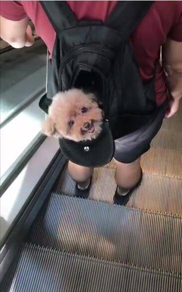 网友下电梯时跟小泰迪打招呼，狗狗立马抬起头微笑，模样萌翻了！