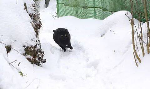 这只黑猫第一次看雪，刚跑出去很帅，下一秒...