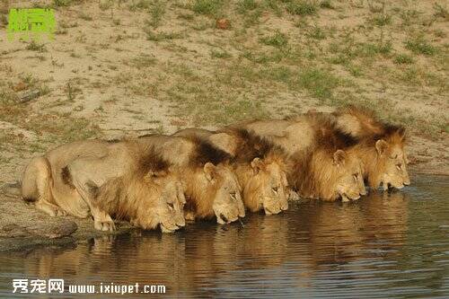 六狮帮横行南非草原 合力杀死超过100只狮子