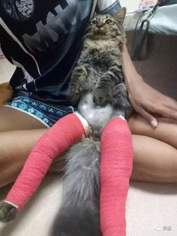 这猫腿受伤了，医生却给它包成这样，哈哈，笑喷了！！