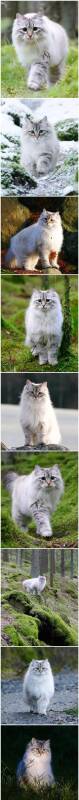​​​​西伯利亚森林猫，简直就是森林里面的喵仙子！