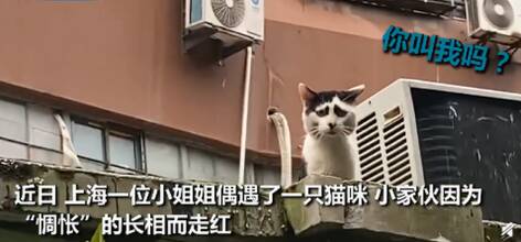 猫咪自带眼影和“三七分”, 惆怅表情笑翻网友!