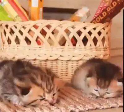 两只小奶猫在睡觉，主人怕它们冷，将它们放在一起后盖上了被子！