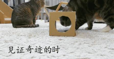 几乎全天下的猫都有这样一个共（错）识（觉）…