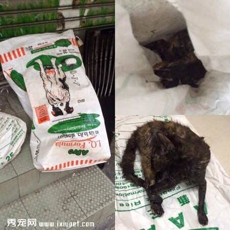 六只猫咪被密封在麻布袋内惨死