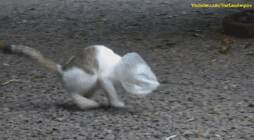 猫咪被困在塑料袋里，结果半路杀出来的狗狗，来了一个英雄救美！