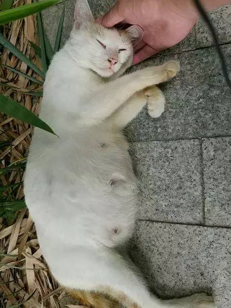 网友带回一只临产流浪猫咪，过了几天小猫顺利出生，惊喜满满