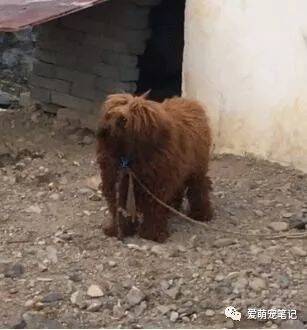 泰迪犬带回农村，交给父母养了六个月，再见时主人怀疑养了只假狗