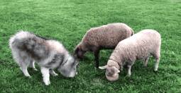 带哈士奇回乡下，二哈跟羊群整天厮混，最后变成一只羊开始吃草！