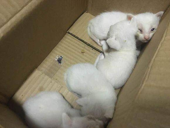捡到四只小奶猫，喂养六个小时，我们噩梦就开始了