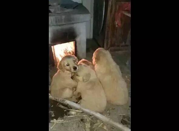 下雪天四只奶狗蹲在火炉旁烤火，主人突然闻到一阵肉香