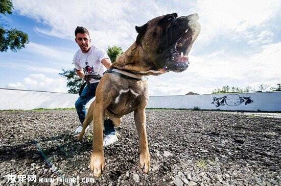 英保镖犬为危机时刻勇敢救主 平时刻苦受训