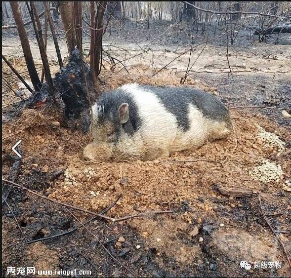 大火烧尽后宠物猪待在原地等主人