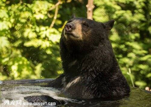 美国奥勒冈动物园黑熊泡在水中消暑 享受的表情引粉丝围观