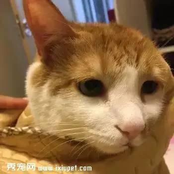 7岁小姑娘拯救了一只毁容的猫咪，如今的它是这样的……