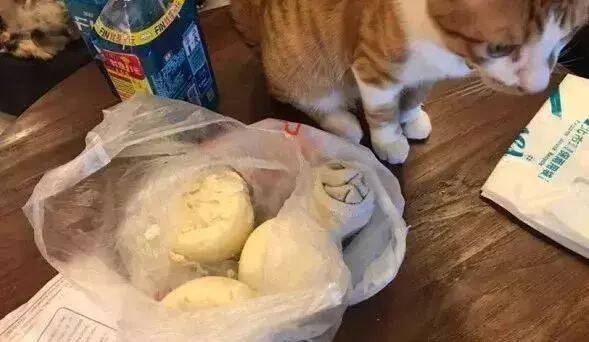 猫咪偷吃馒头，用白袜子充数！这些猫都成精了