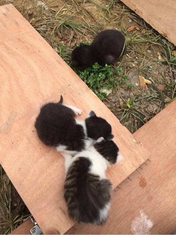 未满月小猫遗弃垃圾桶里，带回家后狗狗成了准妈妈