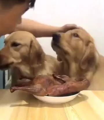 买了只烤鸭放在桌上，让俩金毛不要动，接下来狗狗的反应太赞啦！