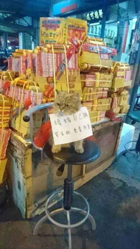 猫咪上街摆摊挣小鱼干，这铲屎的很会做生意啊