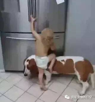 小主人踩在狗狗的背上开冰箱，结果狗狗的一个举动让人笑喷了！