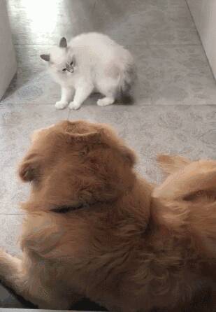 猫咪想靠近金毛，可是金毛不理它，金毛：这该不会是个傻子吧？