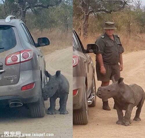 可怜的犀牛宝宝把路上车辆当成自己妈妈
