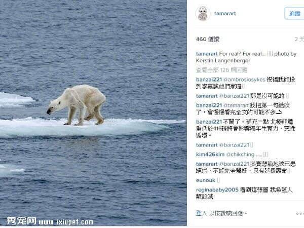 全球暖化严重北极熊瘦骨如柴