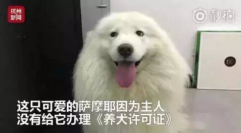 爱犬无证被城管扣押，主人凌晨翻墙救狗，被行政拘留