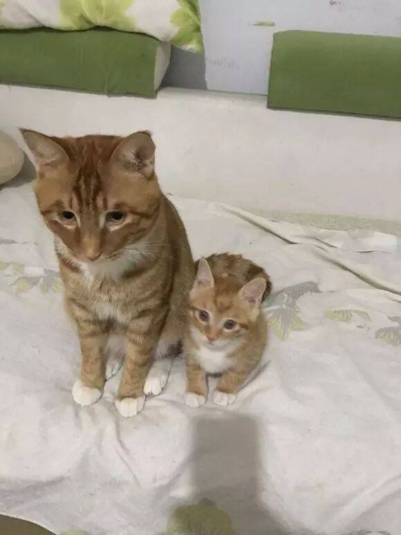 猫妈妈生了一只小奶猫，和猫爸爸一模一样，这下可没得绿了