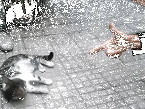 大胆铲屎官扯猫尾巴后，没被咬反而还配合铲屎官…