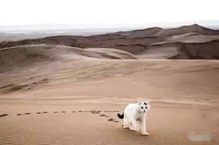 为断绝老婆带猫旅行的想法，于是让她晚上去领养，结果却...