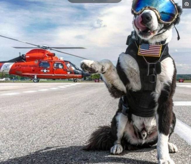 机场驱鸟犬走红网络，这只帅炸的狗狗每年给机场省上万美元