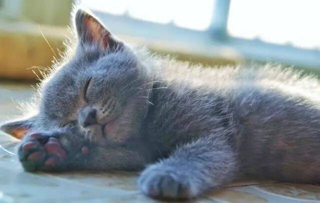 花2300给父母买了只小蓝猫，1年后回家，看到猫咪的样子笑喷
