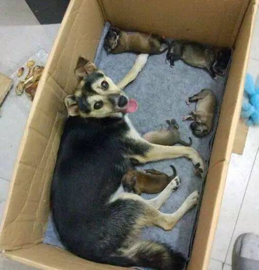 狗妈带孩子遛进小区避寒，却被保安驱赶，最后有人站出来了