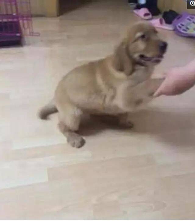 金毛被主人领去剃毛，剃完后整整瘦了一圈，造型让众人笑喷了