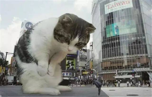小怪兽一样大的猫咪“现身”街头，逃跑前要不要先撸一发