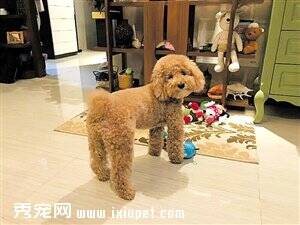 新型宠物寄养方式受追捧 爱犬在家可享受上门服务