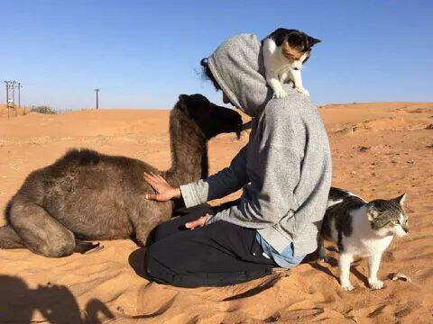 网友带着自家猫跟骆驼合影，挺和谐的场景，仔细一看……