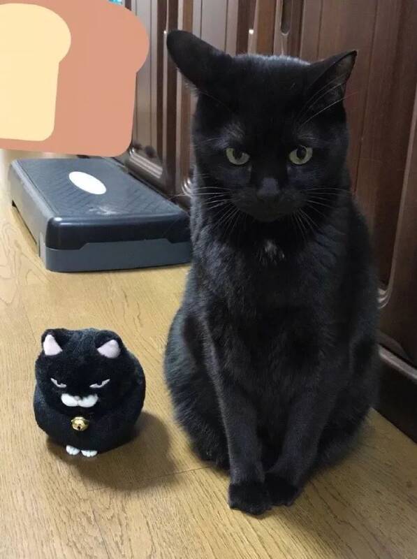 网友买了个玩具猫，和猫放一起试了下变脸效果...没想到...