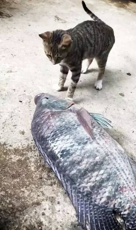 猫看着10斤重的鱼不知道从何下口，来个猫工呼吸？