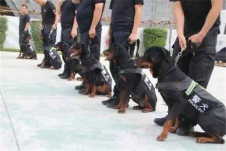 美国警犬公务员舍身勇救中国国宝，原因竟是……