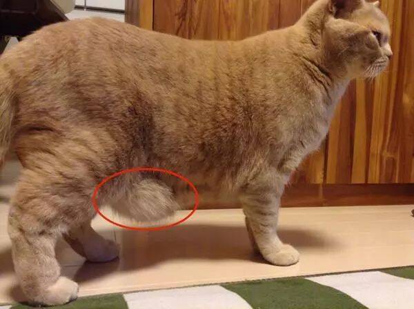 猫咪的小肚腩才不是因为胖！就算橘猫的也不是！