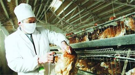 甘肃湖北发禽流感 为控制疫情大面积扑杀家禽