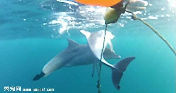 小海豚被防鯊网缠住 海豚妈妈助孩子浮出睡眠呼吸