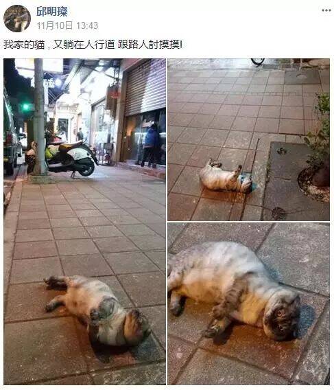 路遇“碰瓷”猫，不摸它个一百下别想过去！