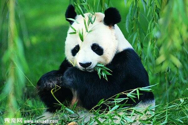 甘肃一村民在围捕大熊猫过程中被咬伤案 获赔40万